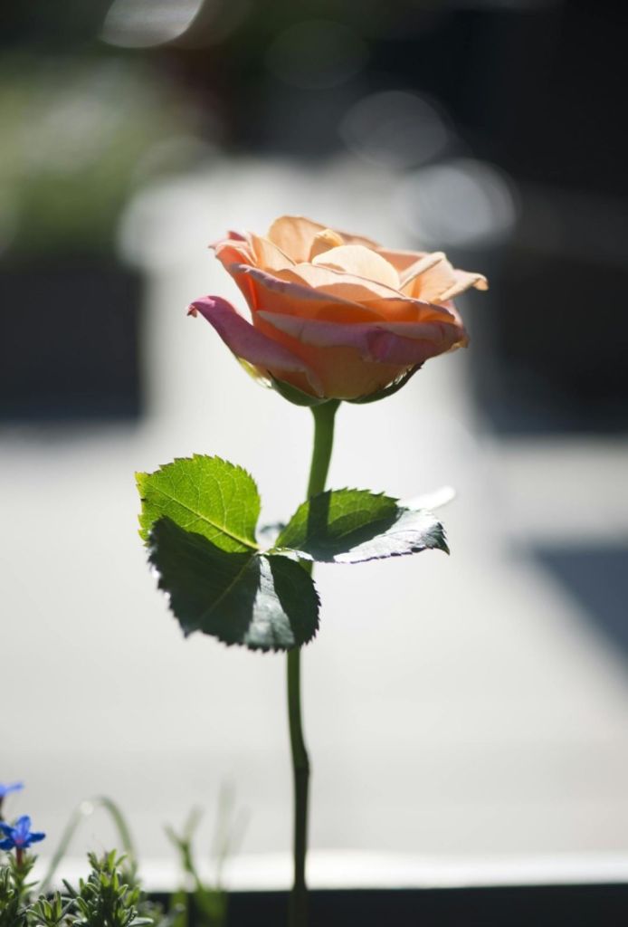 When You Become Love: Holding the Universe Within