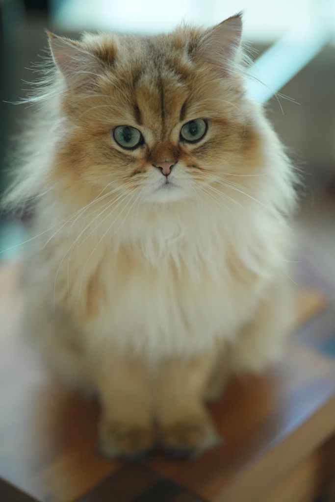 Twenty-Six Knocks Poetic Essay: Hope, Resilience, and Small Steps in 2026