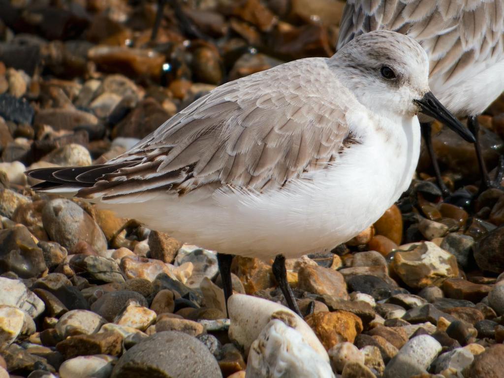 If My Inner Critic Had a Name #WriteAPageADay @Blogchatter