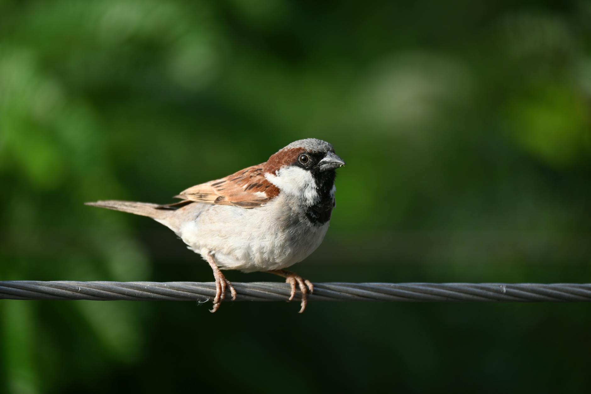 Where Have the Sparrows Gone – A Poem on Lost Childhood and Urban Silence